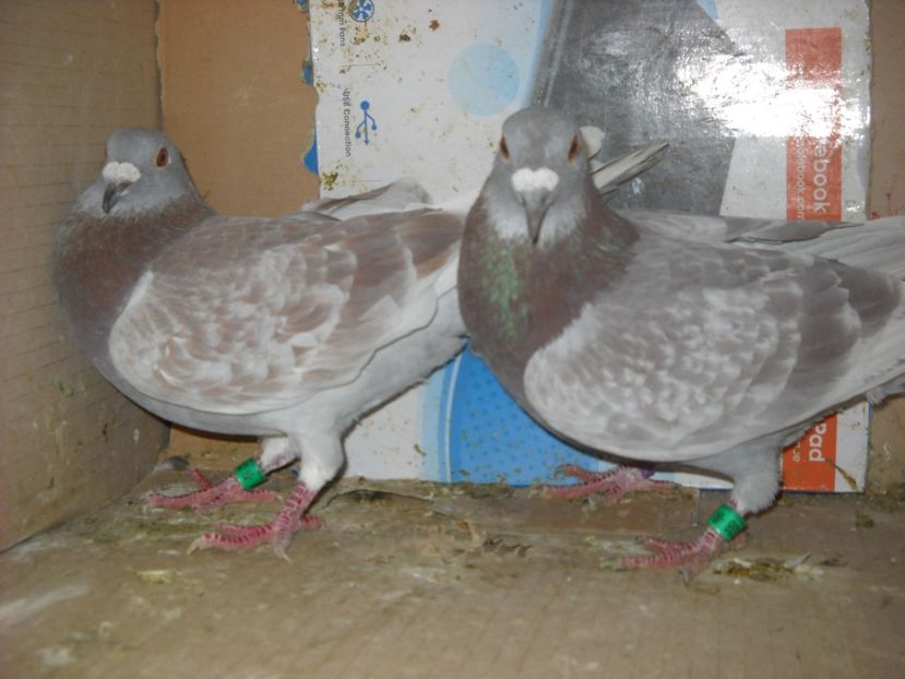  - UNDEVA IN SUCEAVA arhiva