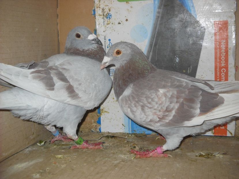  - UNDEVA IN SUCEAVA arhiva