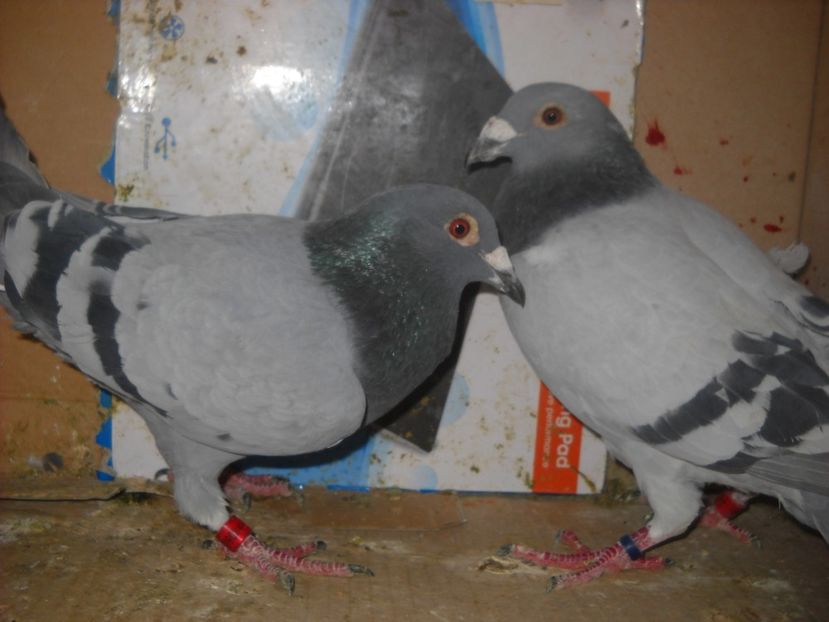  - UNDEVA IN SUCEAVA arhiva