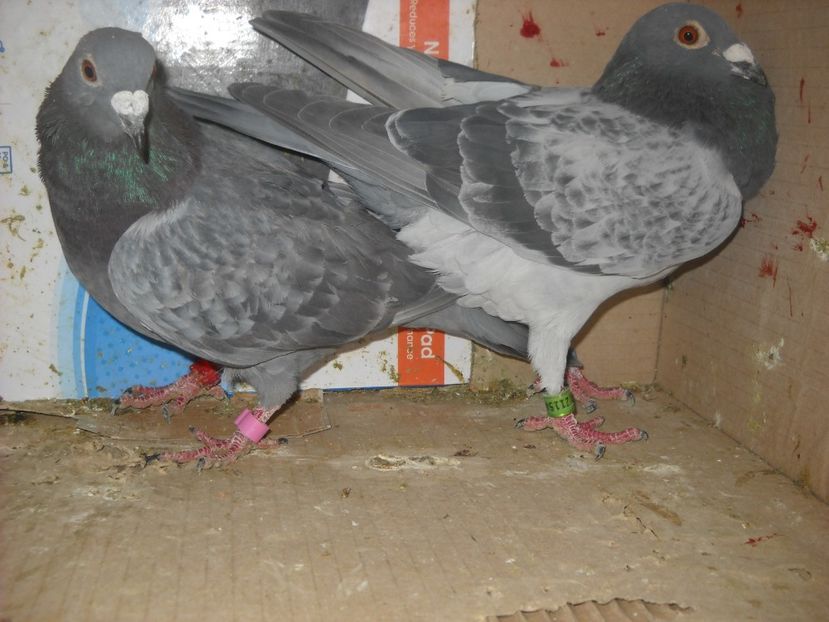  - UNDEVA IN SUCEAVA arhiva