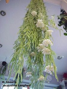 Linearis - Hoya poze net