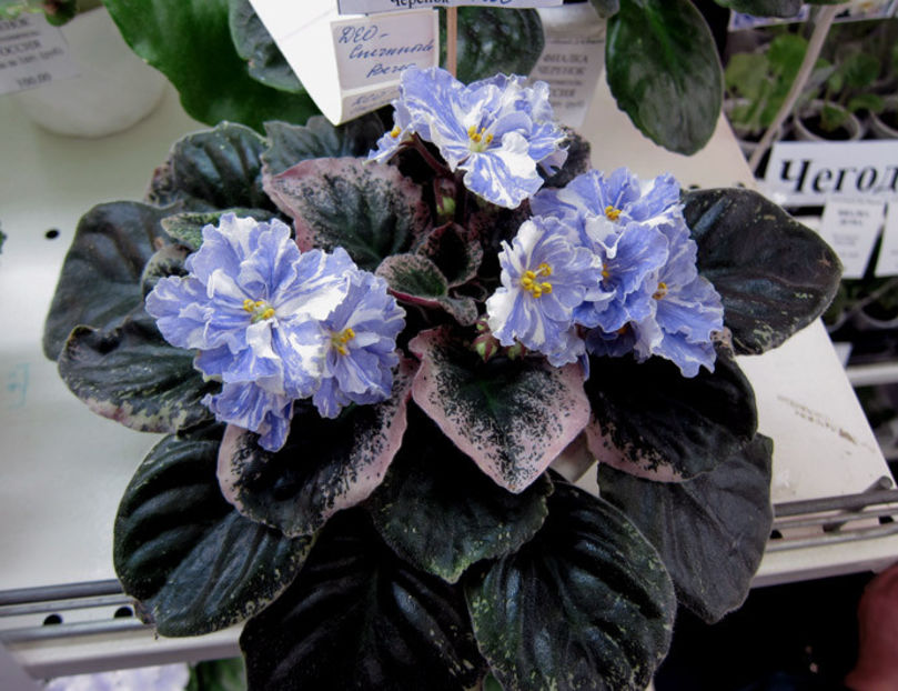 poza net - DEO Snowy Evening