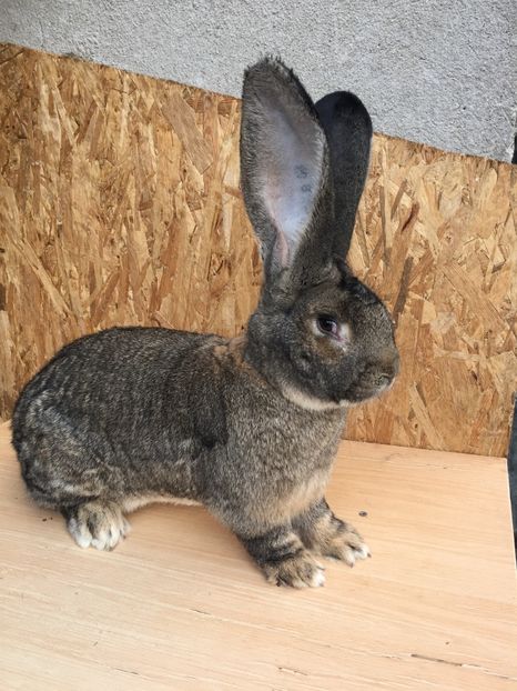 33770399-24C5-43CD-97D0-A1A635FE616C - RO8-48167