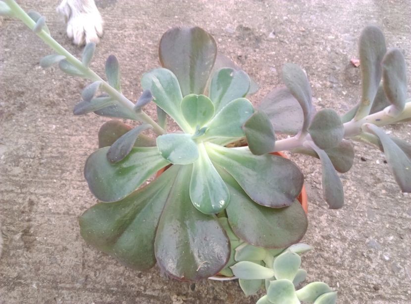  - Cactusi si suculente 2019