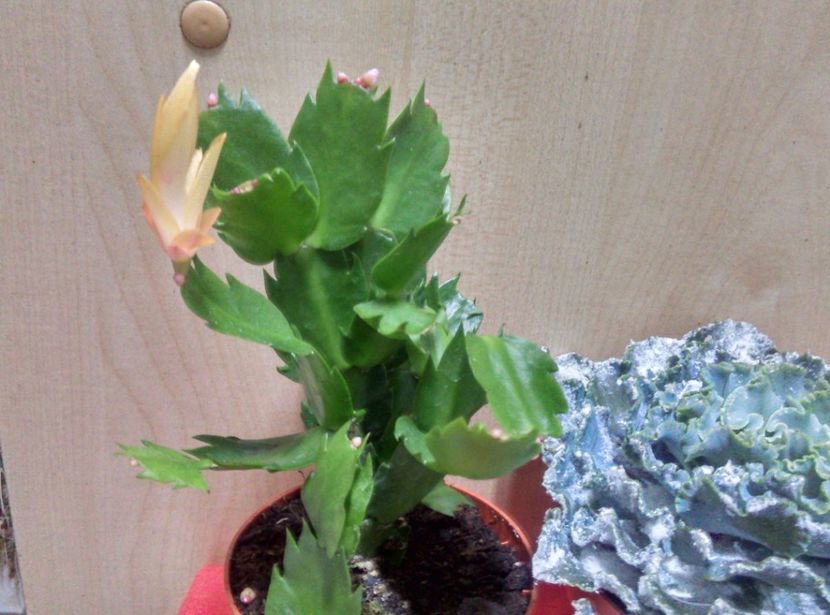  - Cactusi si suculente 2019