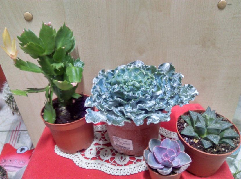  - Cactusi si suculente 2019