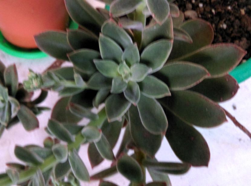  - Cactusi si suculente 2019