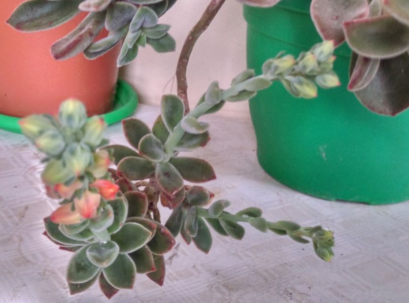 - Cactusi si suculente 2019