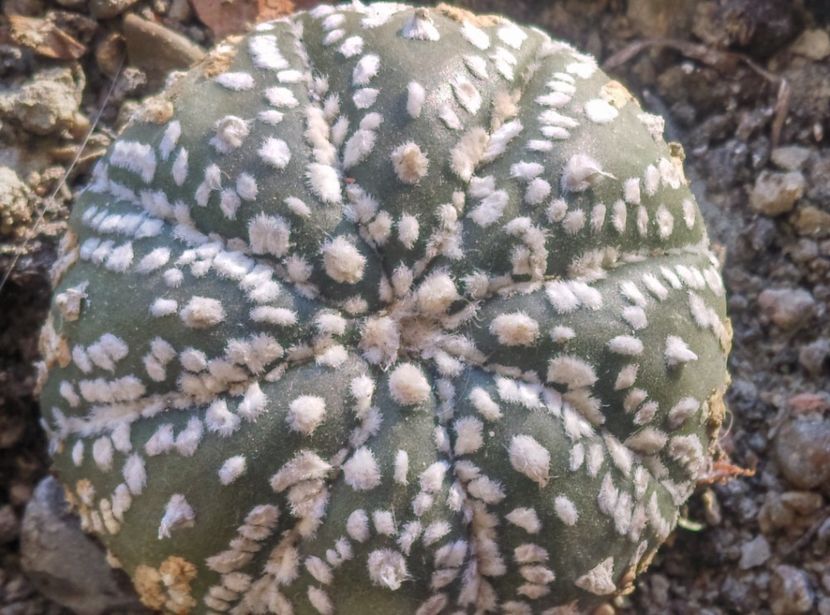  - Cactusi si suculente 2019
