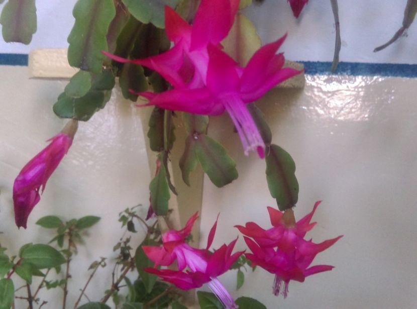  - Cactusi si suculente 2019