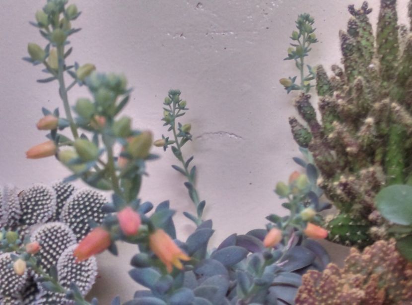 - Cactusi si suculente 2019