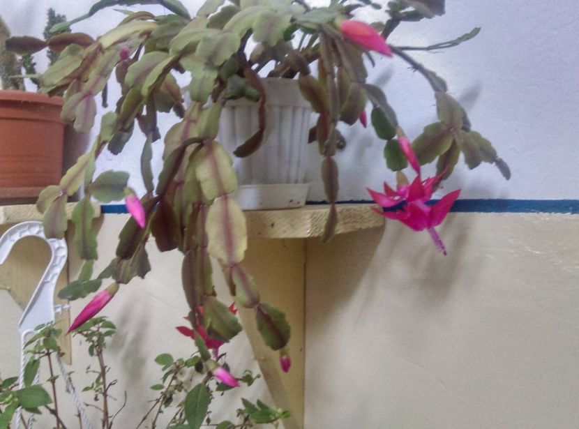  - Cactusi si suculente 2019