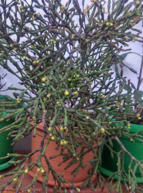  - Cactusi si suculente 2019