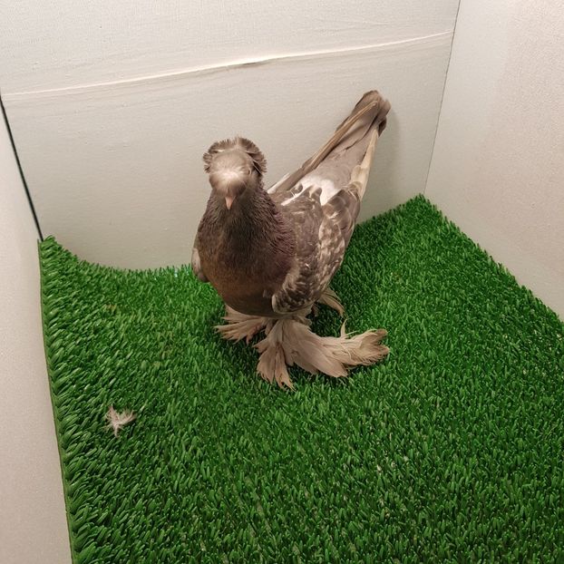 F 2015 - Jucatori de botoșani 2019