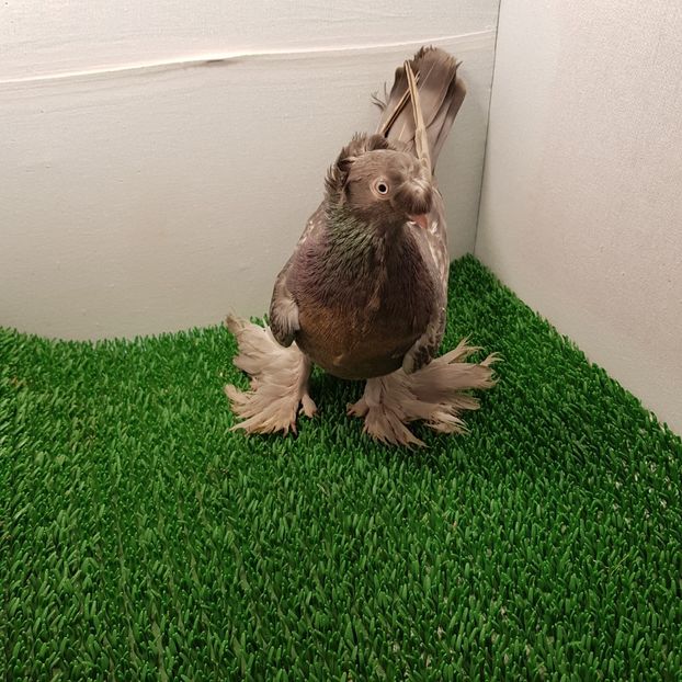 F - Jucatori de botoșani 2019