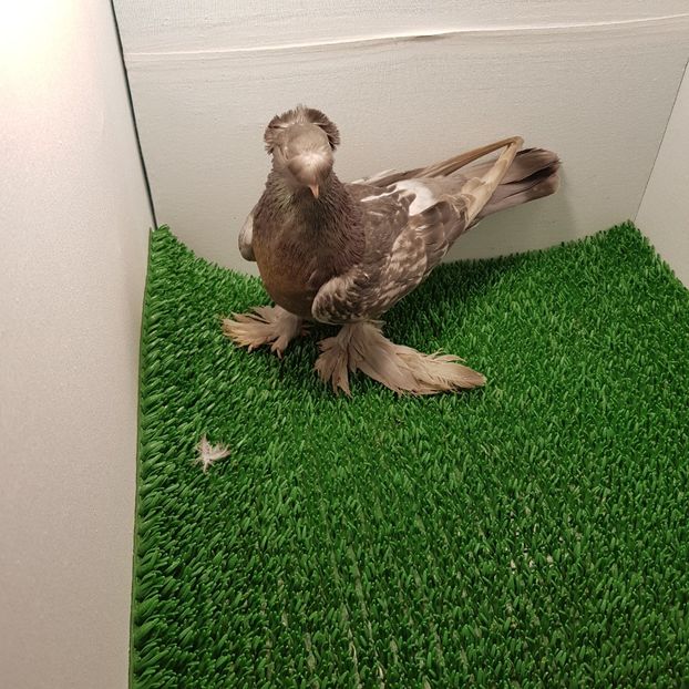 F - Jucatori de botoșani 2019