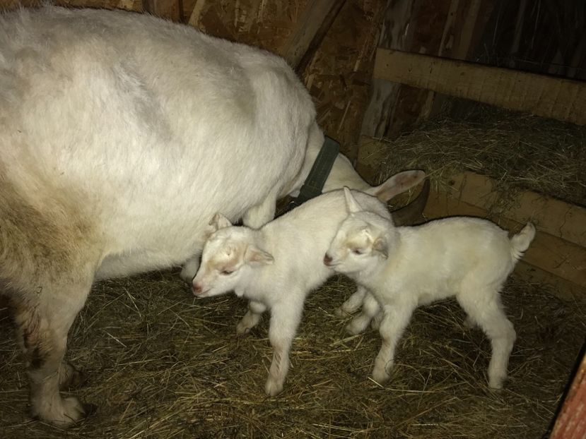 Tripleți, din păcate unul mort - Capra 1- Saanen