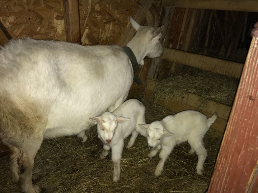 E4680B98-EE41-4662-ADD1-CAA14BC714A0 - Capra 1- Saanen