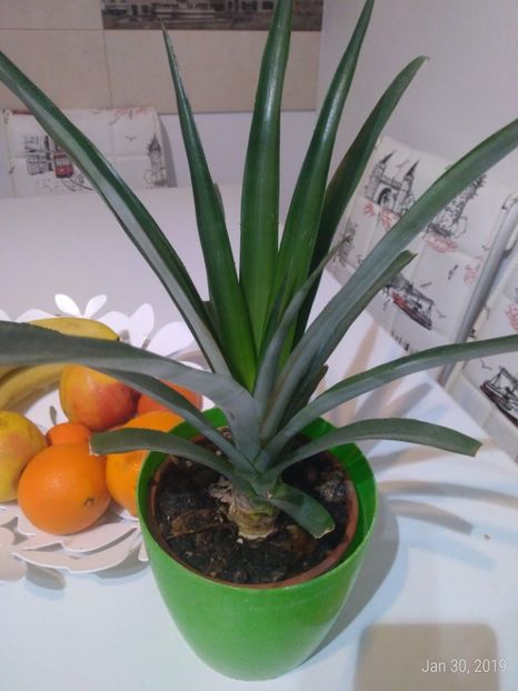 P_20190130_201955_p - Ananas