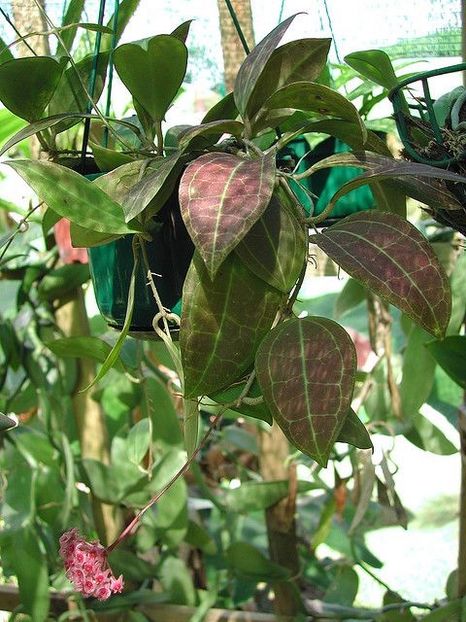Camphorifloria - Hoya poze net