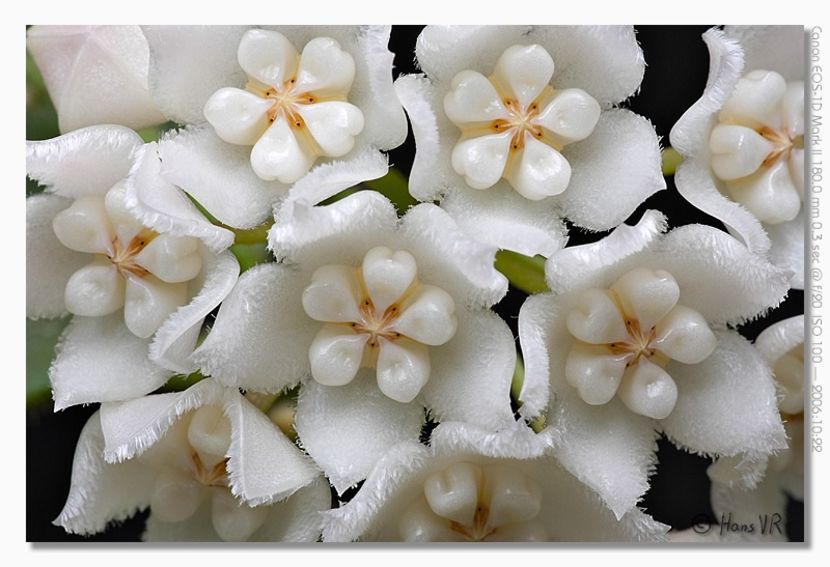 Thomsonii - Hoya poze net