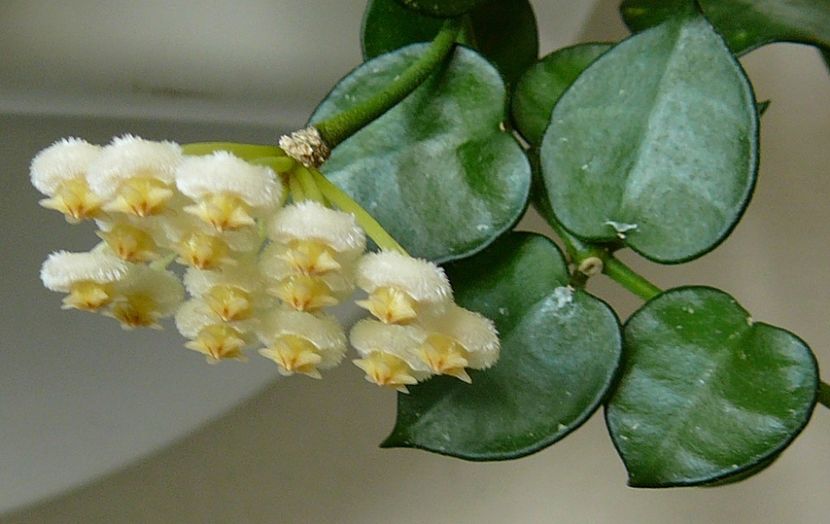 Krohniana - Hoya poze net