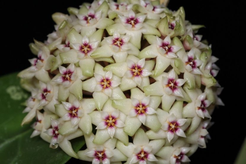 Parasitica - Hoya poze net