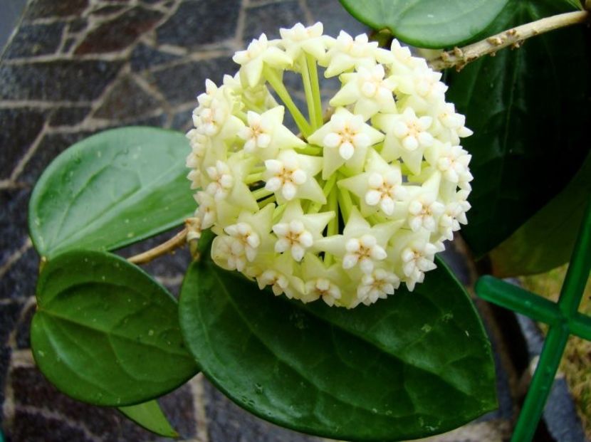 Parasitica - Hoya poze net