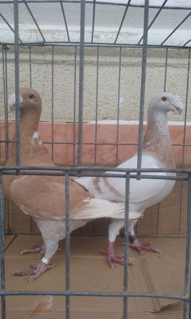  - Voiajori germani -matca 2019