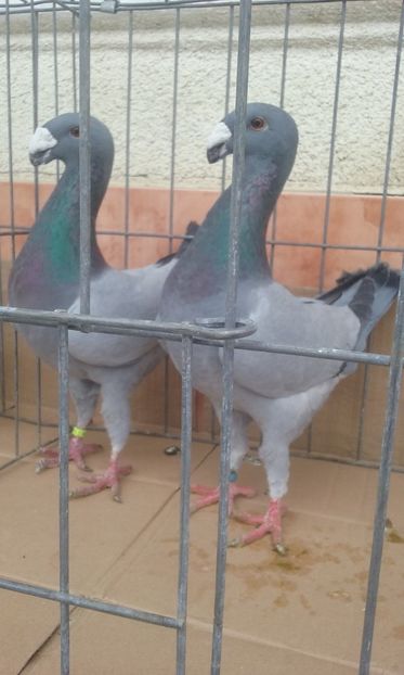  - Voiajori germani -matca 2019