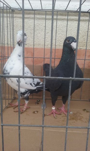  - Voiajori germani -matca 2019