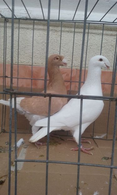  - Voiajori germani -matca 2019