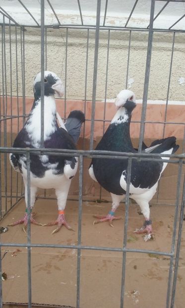  - Voiajori germani -matca 2019