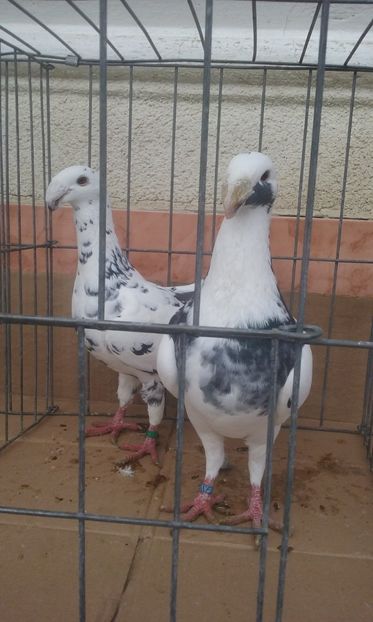  - Voiajori germani -matca 2019