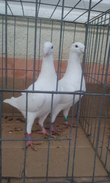  - Voiajori germani -matca 2019