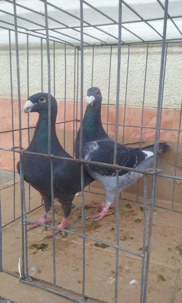  - Voiajori germani -matca 2019