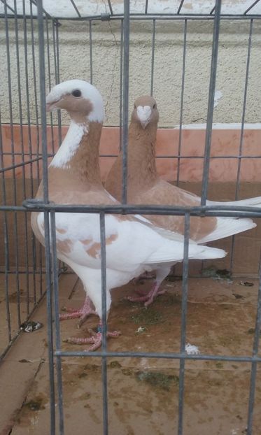  - Voiajori germani -matca 2019