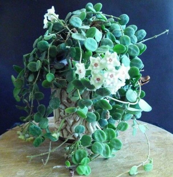 Serpens - Hoya poze net