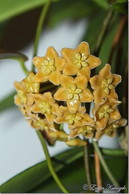 Dischorensis - Hoya poze net