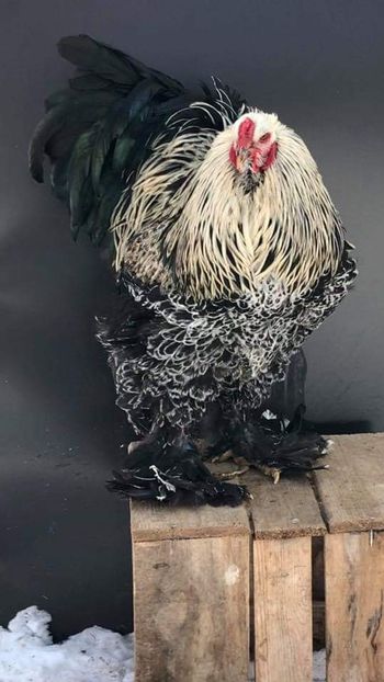 Agroni - Kosovo - BRAHMA CLUB ROMANIA Facebook