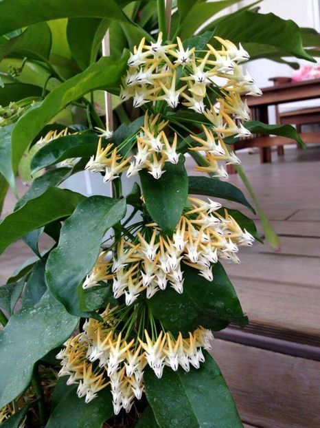 Multiflora - Hoya poze net