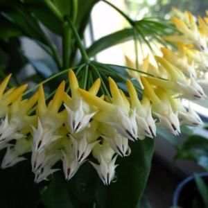 Multiflora - Hoya poze net