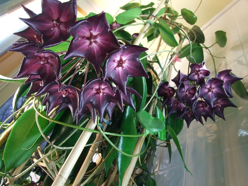 Macgillivrayi - Hoya poze net