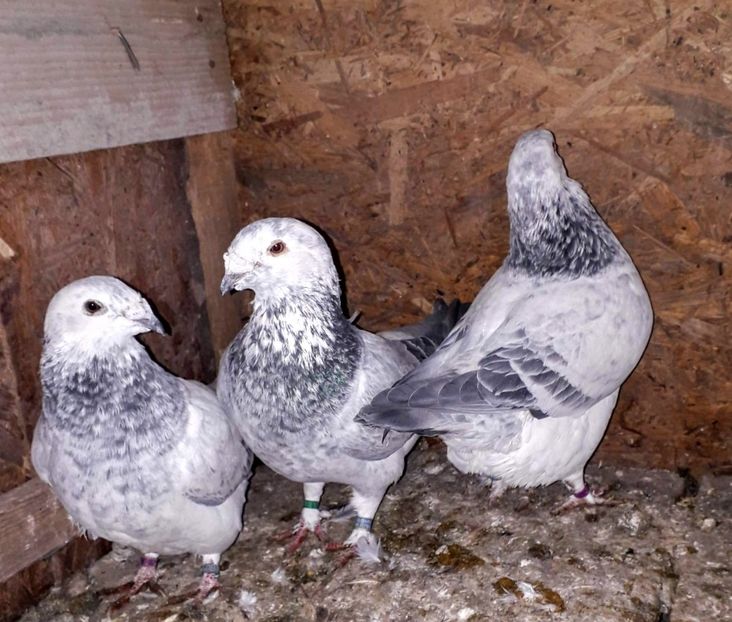 received_2210718585869359~2 - Voiajor standard