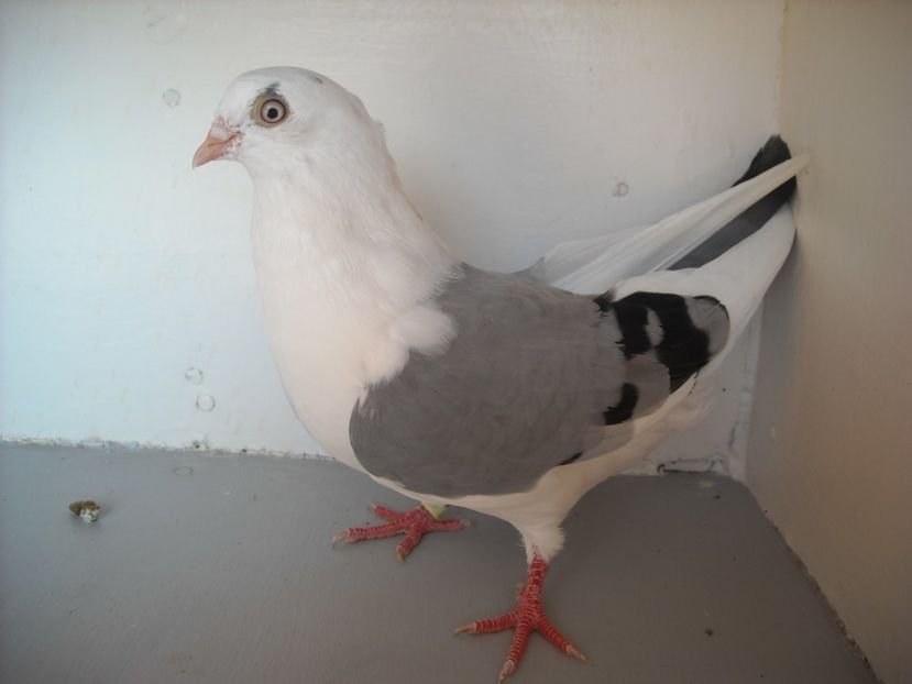  - PORUMBEI CARE MI AU APARTINUT