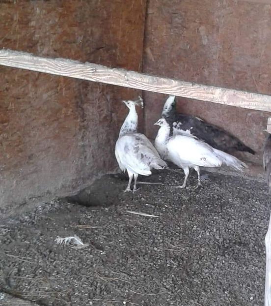 received_993843840813733 - P--Paunii Silver Pied