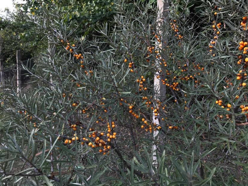 Catina - Pomi fructiferi