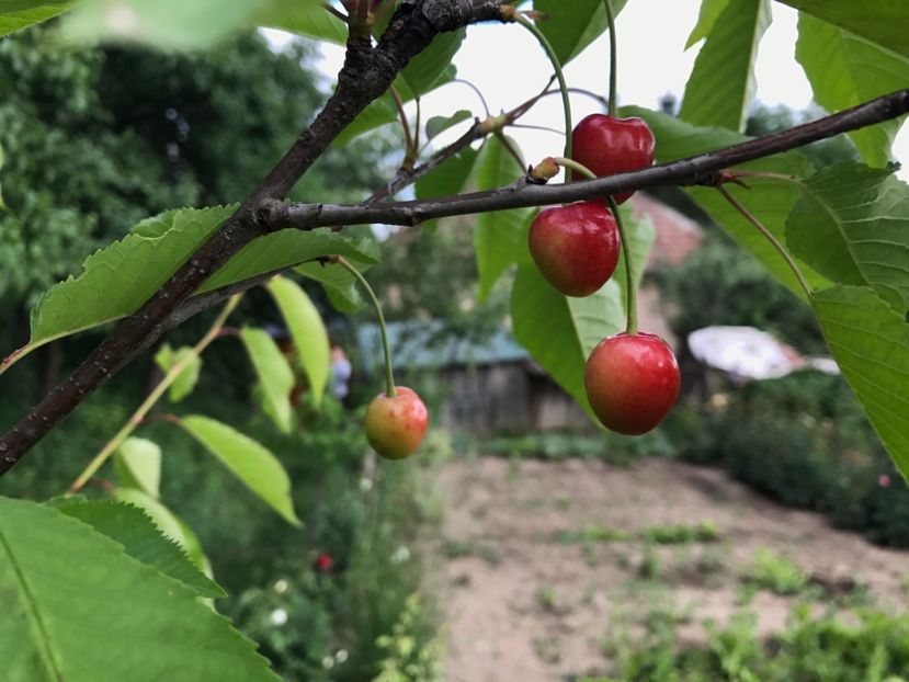 Cires in coacere - Pomi fructiferi