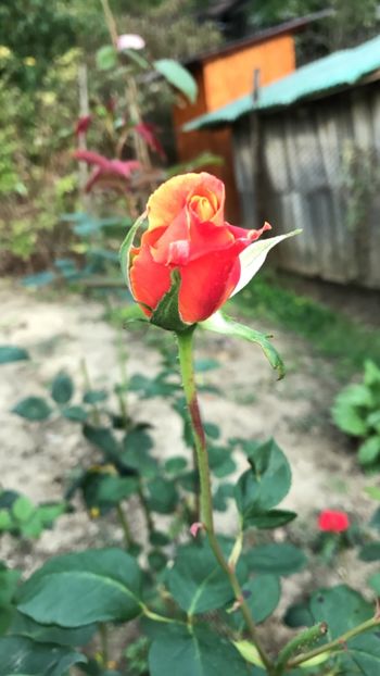 Trandafir - Flori