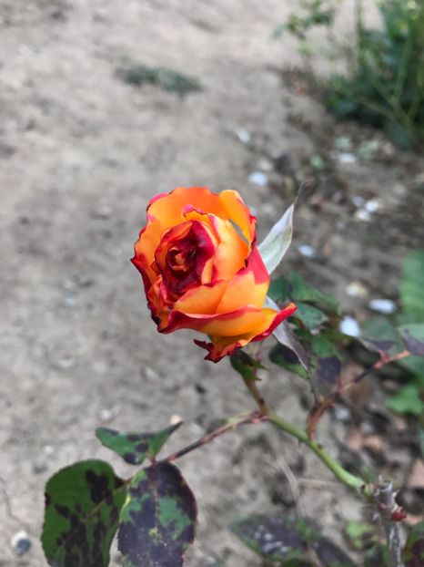Trandafir - Flori